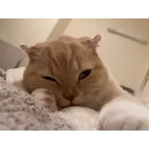 あおい