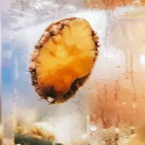 紫音