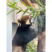 華宮 りりあ