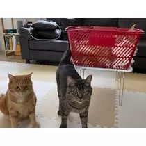 桐島 りゅう