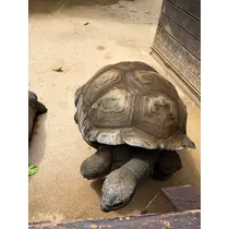 まい
