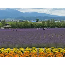 宝條 夏恋
