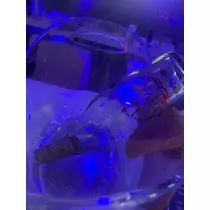 くらめ