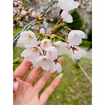 黒川 すみれ