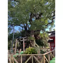 椿