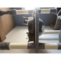 みさ