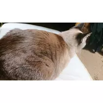 ひな