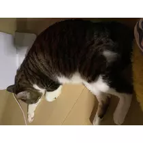 ほのか