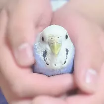 ちあき