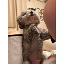 うづき ふうか