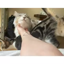 ねね