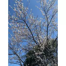 美穂