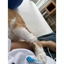 桐島 りゅう
