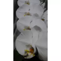 のはら かすみ