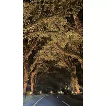 まい