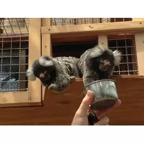 らん