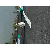 かえで