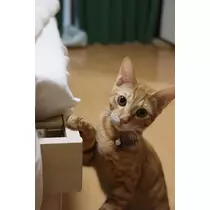 ユズ