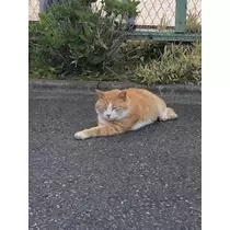 成海 まお