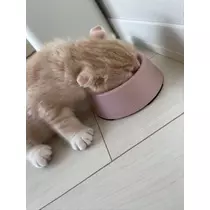 はるか