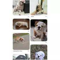 さくら
