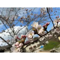 くるみ