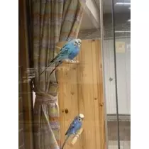 春風 ゆずな