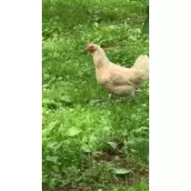 足立 はな