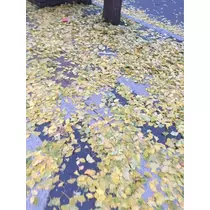 蓮見 リア