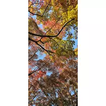 りか