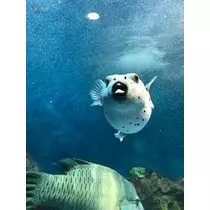 成海 まお