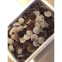 蓮見 リア