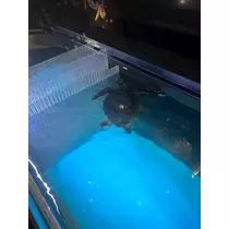 神崎 蘭