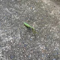 せら