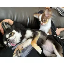 めいさ