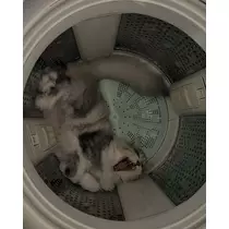 ねね