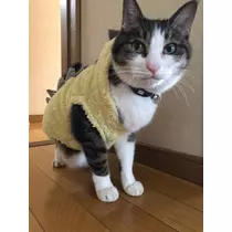 ゆき