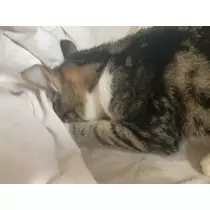 ねね