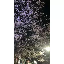 佐野 エマ
