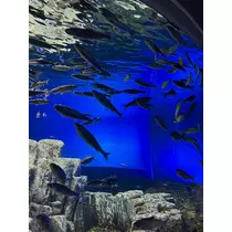 芹沢 莉瀬