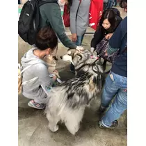 さくら