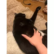 トモミ