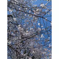 恵里
