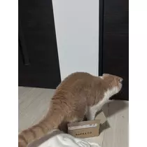 れいか