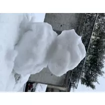 あおい