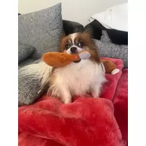 あいら
