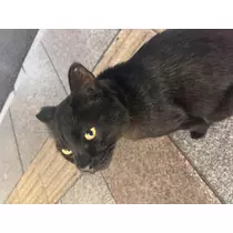 ふあ