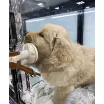 ハルカ