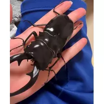 アイルトン・セナ