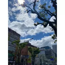 桜嬢